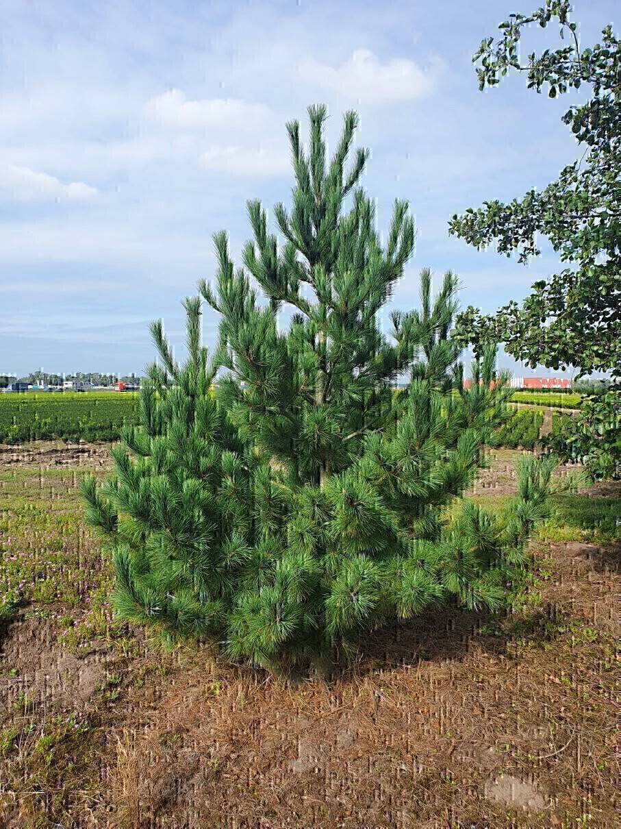 Pinus cembra (2)-1